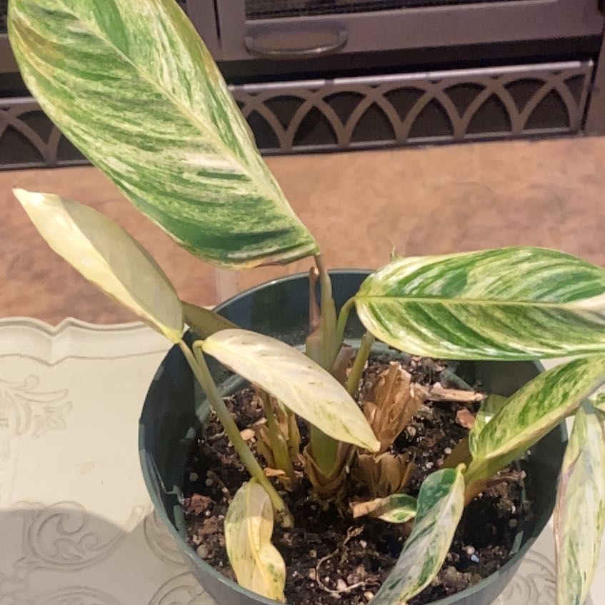 Photo of the plant species Charlie's Stromanthe by @PioneerRutabaga named Calathea ‘Charlie’s’ on Greg, the plant care app