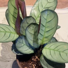 Photo of the plant species Never Never Plant by @PioneerRutabaga named Calathea Burle Marx ‘Amagris’ on Greg, the plant care app