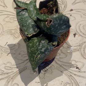 Photo of the plant species Hoya imbricata by @PioneerRutabaga named Hoya ‘Imbricata’ on Greg, the plant care app