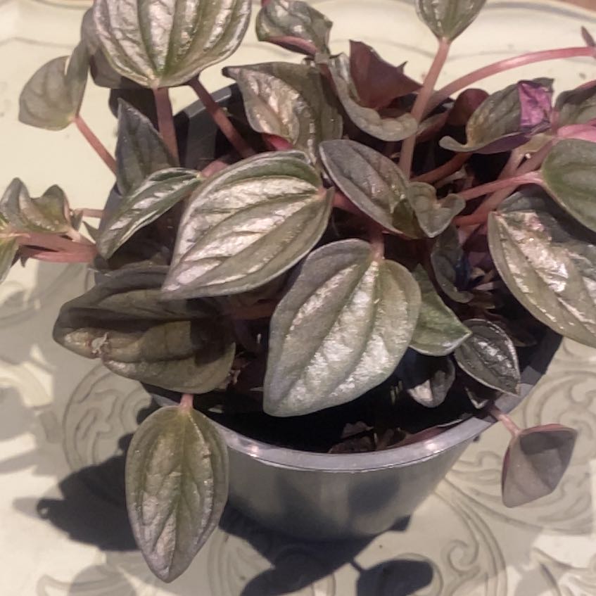 Photo of the plant species Pepperomia santorini by @PioneerRutabaga named Peperomia Santorini on Greg, the plant care app