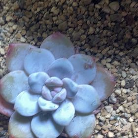 Photo of the plant species Sempervivum 'Green Ice' by @PioneerRutabaga named Senpervivium ‘Green Ice’ on Greg, the plant care app
