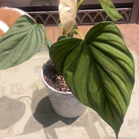 Photo of the plant species Philodendron plowmanii by @PioneerRutabaga named Philodendron Plowmanii on Greg, the plant care app