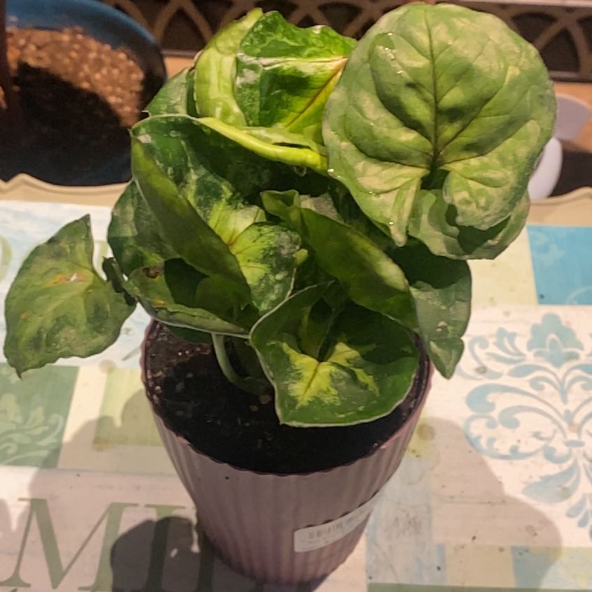 Photo of the plant species Pink Allusion Arrowhead Plant by @PioneerRutabaga named Syngonium ‘Pink Allusion’ on Greg, the plant care app