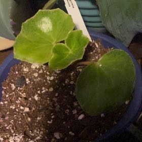 Photo of the plant species Begonia venosa by @PioneerRutabaga named Begonia ‘Venosa’ on Greg, the plant care app