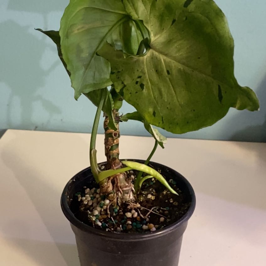 Photo of the plant species syngonium green splash by @PioneerRutabaga named Syngonium ‘Green Splash’ on Greg, the plant care app