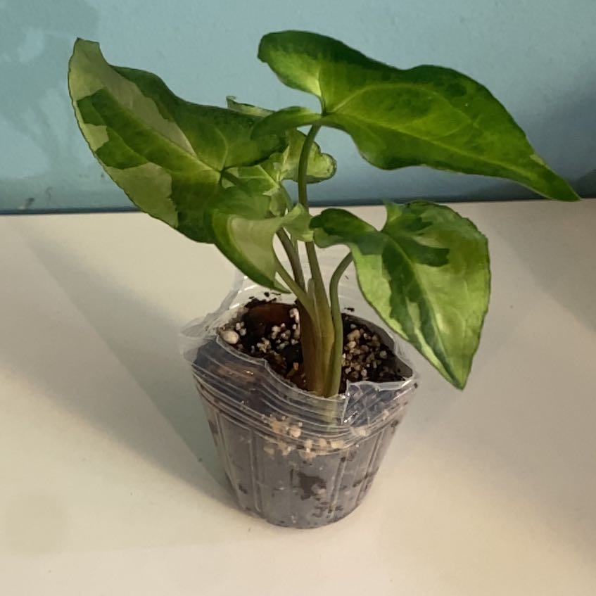 Photo of the plant species Three Kings Syngonium by @PioneerRutabaga named Syngonium ‘Three Kings’ on Greg, the plant care app