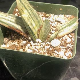 Photo of the plant species Fuji Yuki by @PioneerRutabaga named Gasteria ‘Fuji Yuki’ on Greg, the plant care app