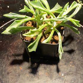 Photo of the plant species Senecio kleiniiformis by @PioneerRutabaga named Senecio Kleiniiformis Spear Head on Greg, the plant care app