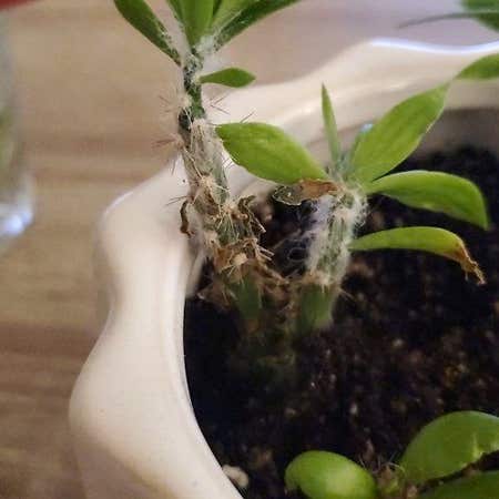 Photo of the plant species Pereskiopsis spathulata variegata by @RightlySeamango named Lola on Greg, the plant care app