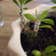 Calculate water needs of Pereskiopsis spathulata variegata