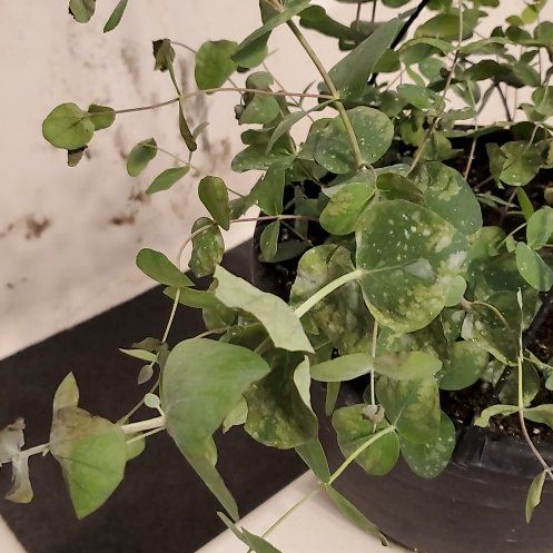 Photo of the plant species Eucalyptus by @RightlySeamango named Forrest on Greg, the plant care app