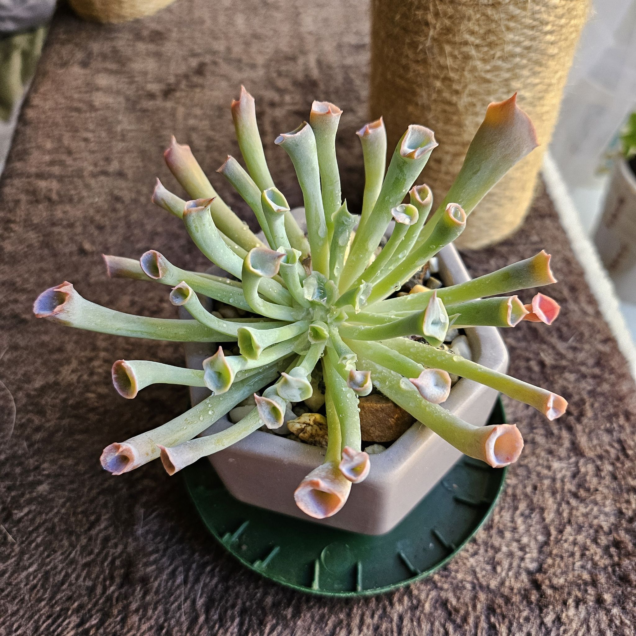 Photo of the plant species Echeveria ‘Trumpet Pinky’ by @StrongFat named Alien X on Greg, the plant care app