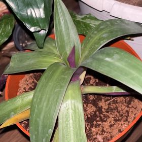 Photo of the plant species Rhoeo Oyster by @ResponsiveRuby named Xena on Greg, the plant care app