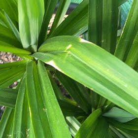 Photo of the plant species Screwpine by @ElementalSalal named Pandan on Greg, the plant care app