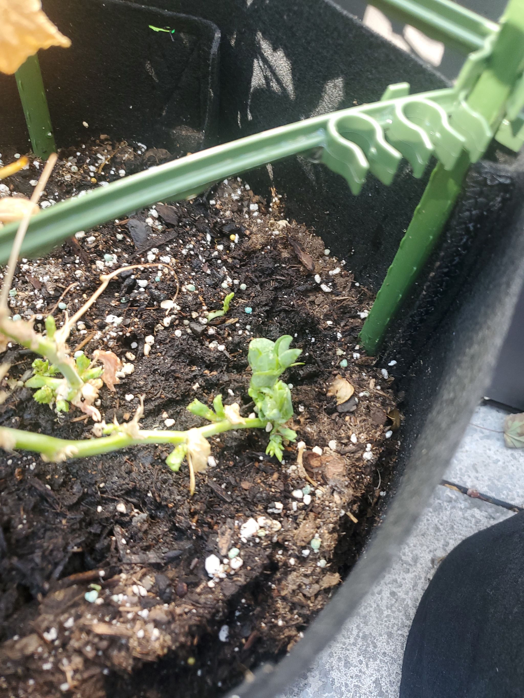 5 Tips for Healing Black Spots on Your Wild Pea 🩹