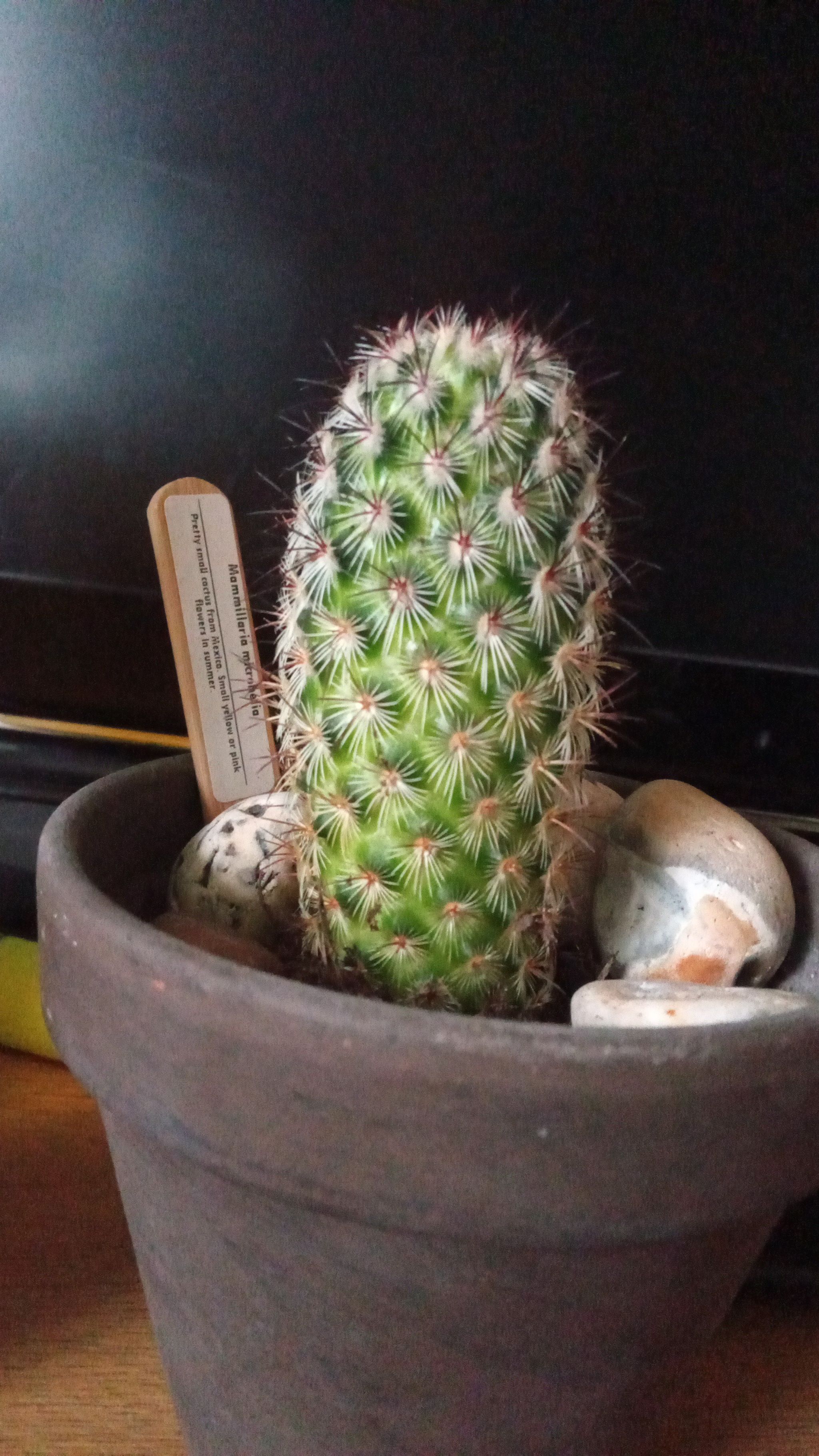 Photo of the plant species Mammillaria microhelia by @VitalDutchiris named Cactus on Greg, the plant care app