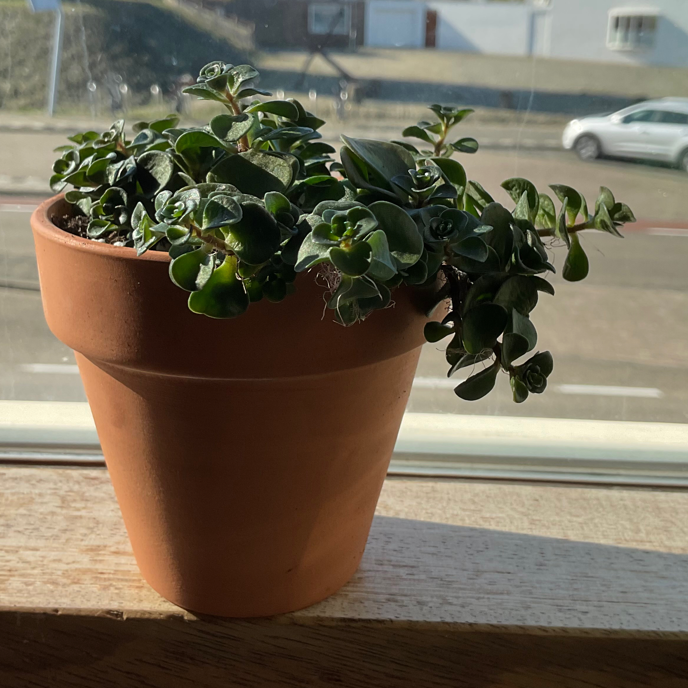 Potted Japanese stonecrop plant on a windowsill with green, fleshy leaves.
