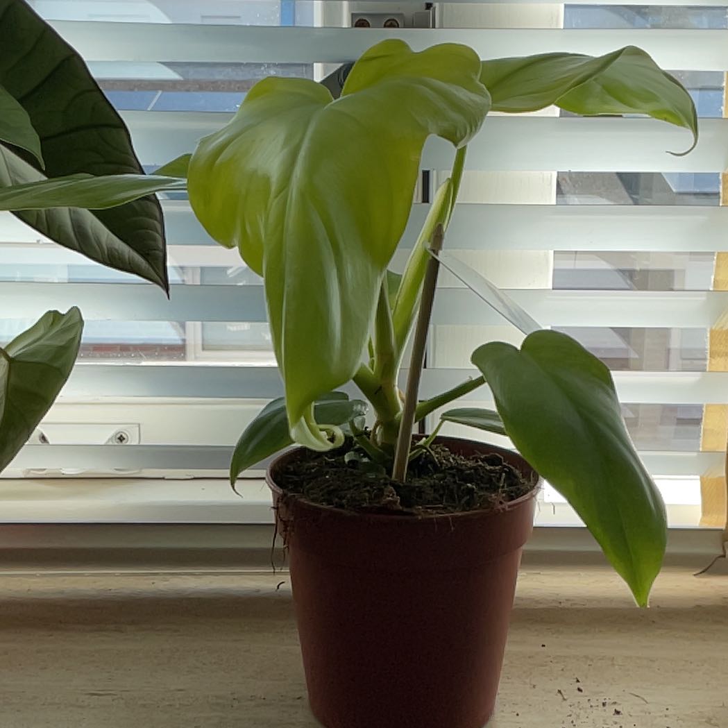 Philodendron Gold Violin plant in a pot on a windowsill with healthy green leaves.