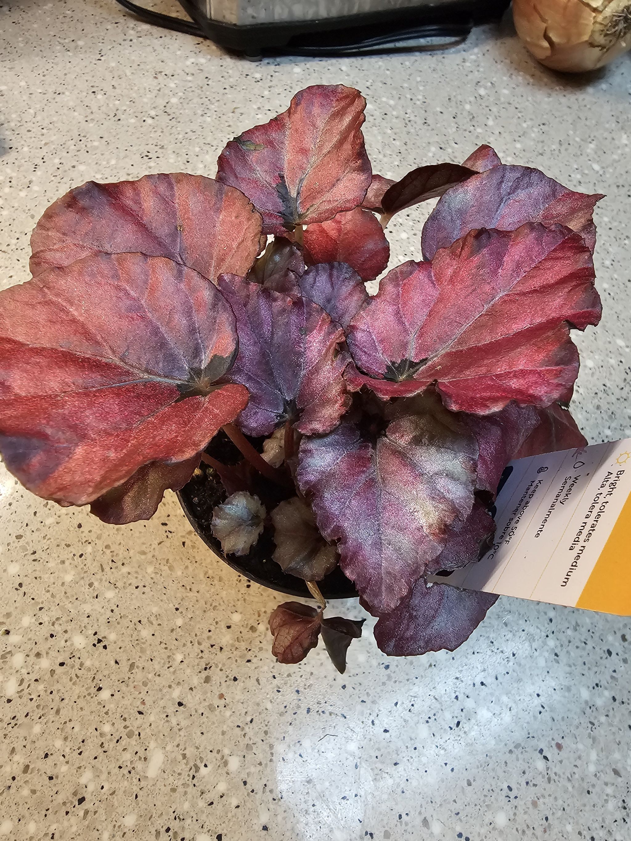 Photo of the plant species Begonia Beleaf® 'Inca Flame' by @HandyAloepepe named Kylie on Greg, the plant care app