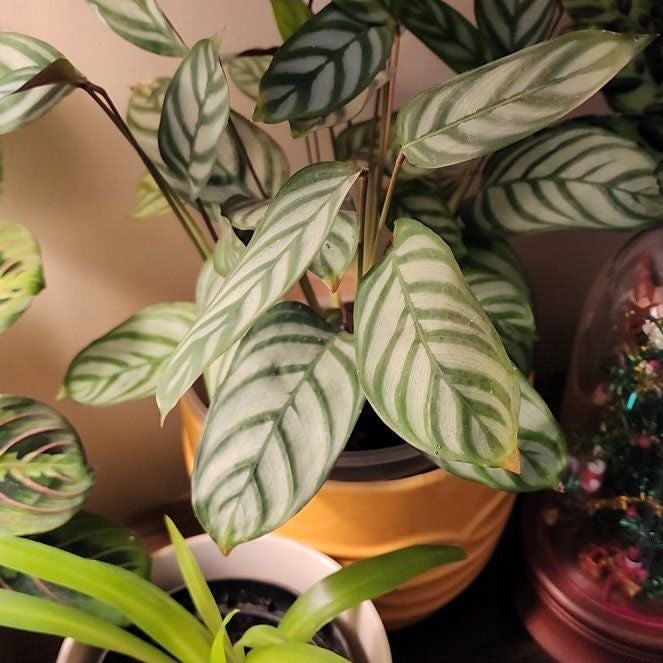 Photo of the plant species calathea exotica by @BrawnyEmoryoak named Nemo on Greg, the plant care app