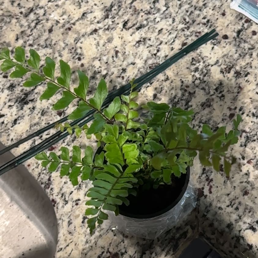 Photo of the plant species Western Maidenhair Fern by @NeotericDecodon named Bigleef Smalls on Greg, the plant care app