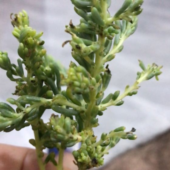 Photo of the plant species Prostrate Pigweed by @WellreadBaytree named Navajo on Greg, the plant care app