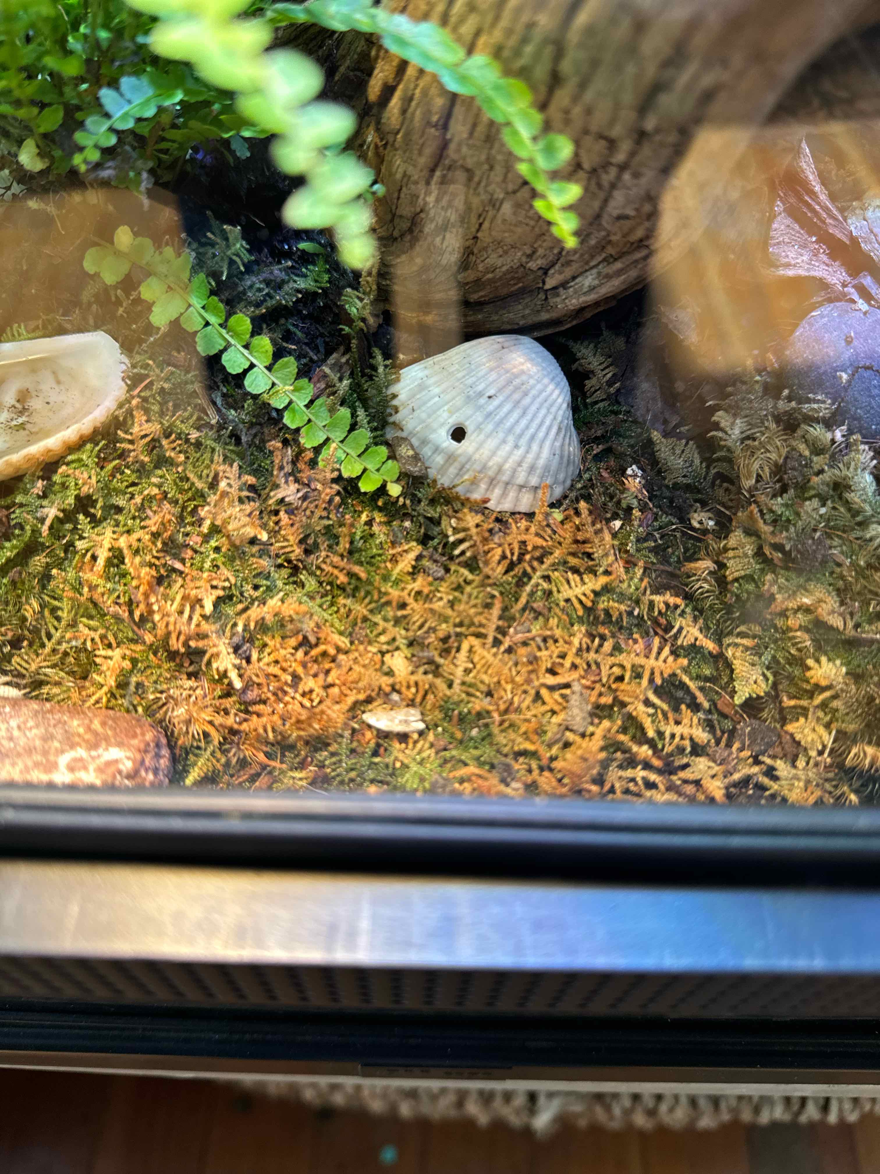 Delicate Thuidium Moss in a terrarium with some browning areas and a shell.