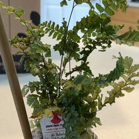 Photo of the plant species Brittle Maidenhair Fern by @CopiousPansy named Zion on Greg, the plant care app