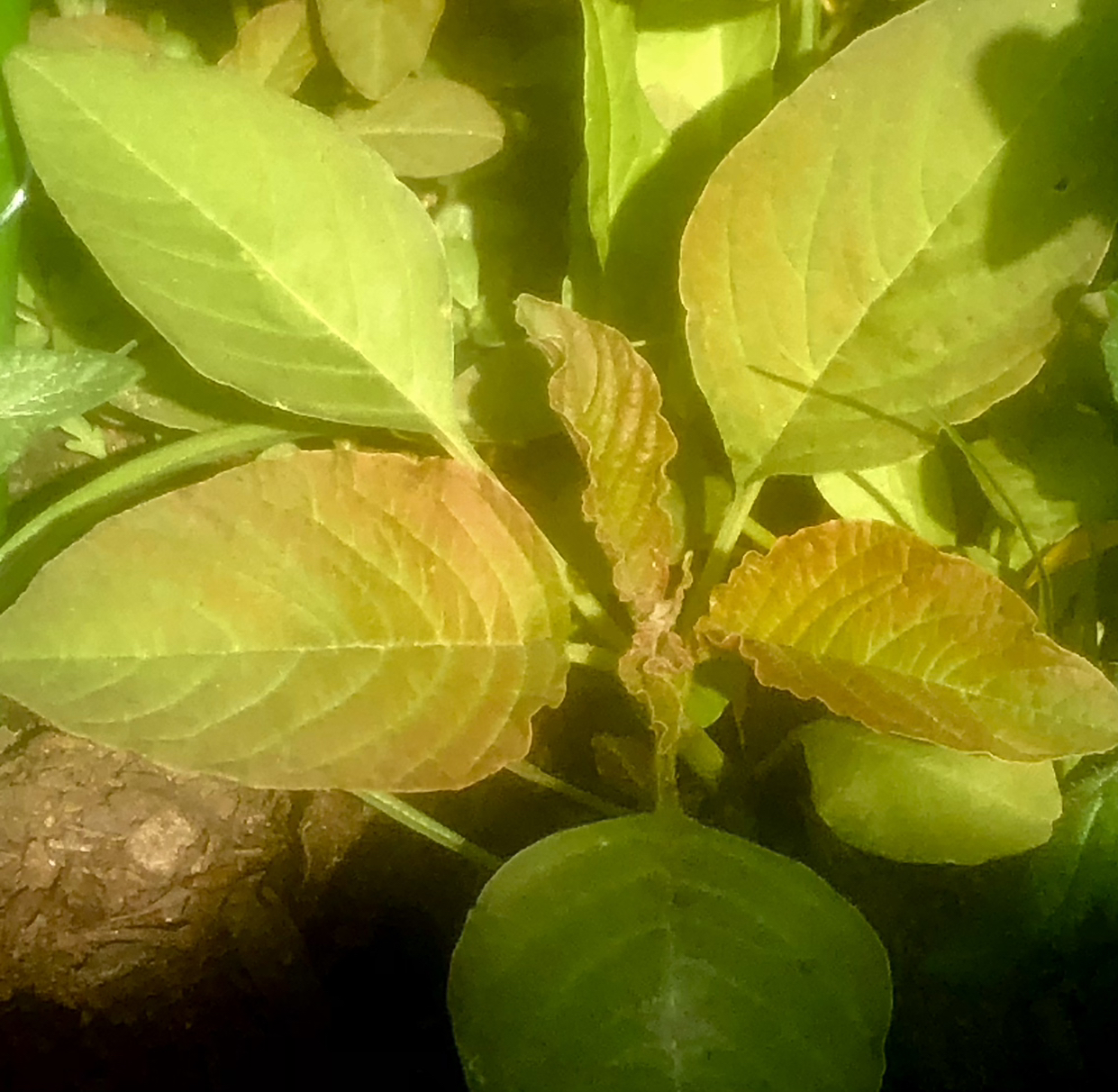 Careless Weed plant with yellowing and browning leaves, indicating potential health issues.