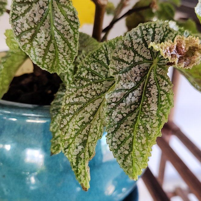 Photo of the plant species Pink mink begonia by @VeteranOrpine named Athena on Greg, the plant care app