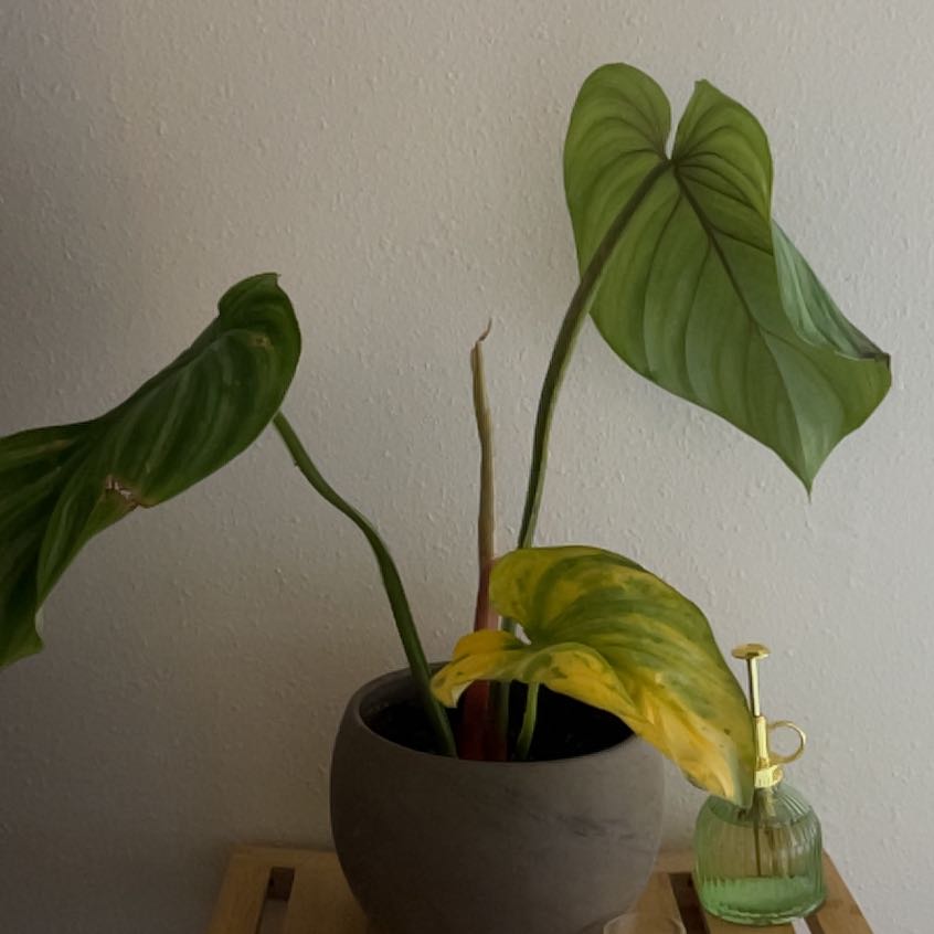 Philodendron Pastazanum plant with one yellowing leaf in a pot next to a spray bottle.