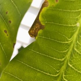 Photo of the plant species Big-Leaf Magnolia by @DynamoRedbetel named Mochi on Greg, the plant care app