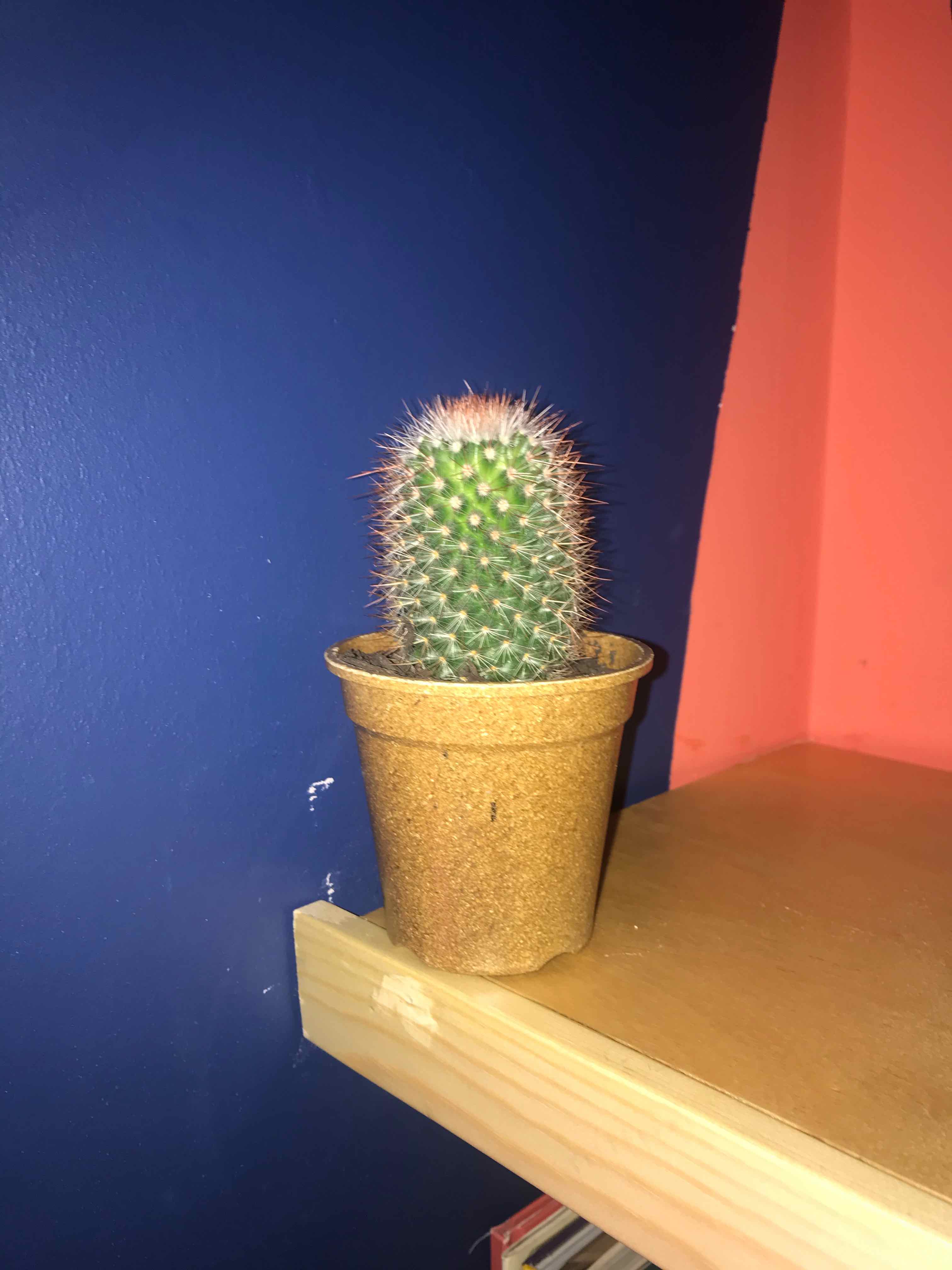 Silver Torch Cactus in a brown pot on a wooden shelf.