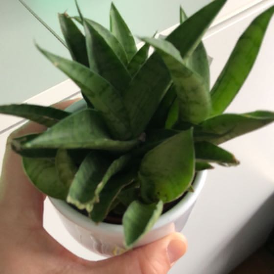 Photo of the plant species Tough Lady Snake Plant by @ChubbyCactus named Kylie on Greg, the plant care app