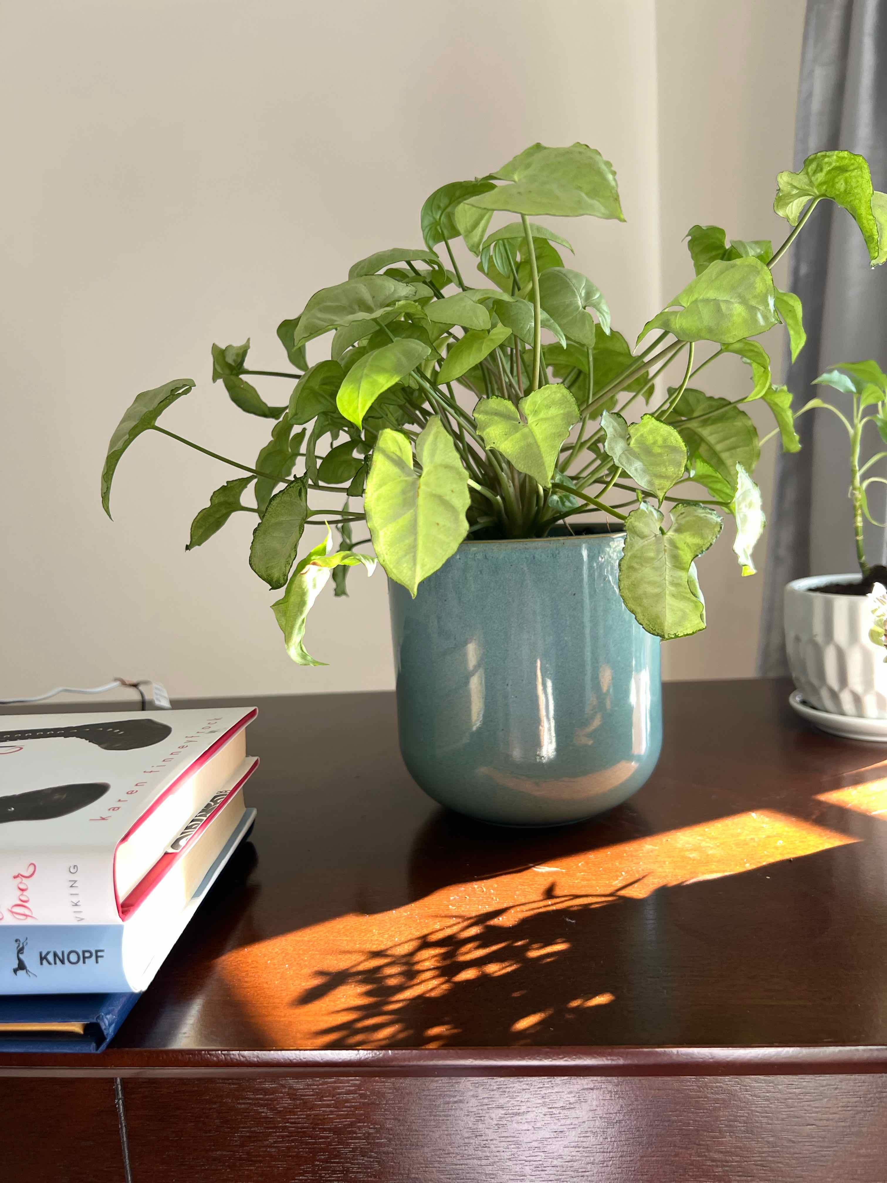 Photo of the plant species Syngonium 'Silver Pearl' by @CozyPalmgrass named Dax on Greg, the plant care app
