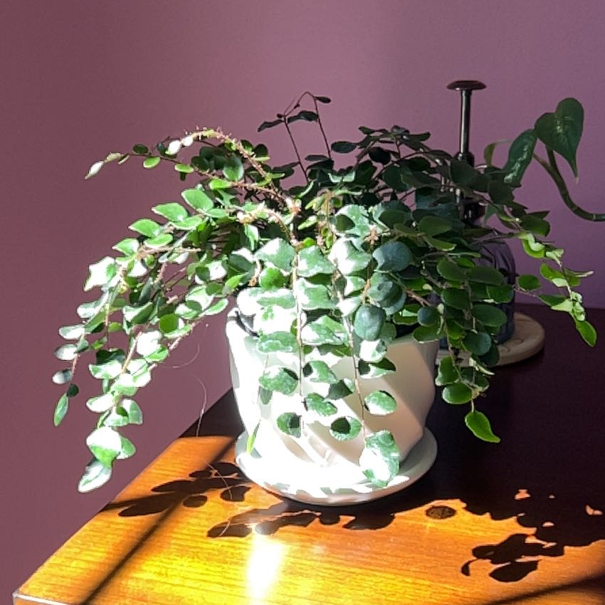 Photo of the plant species Button fern by @CozyPalmgrass named Gregarious on Greg, the plant care app