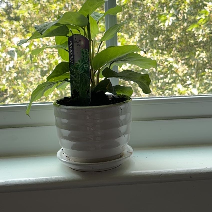 Photo of the plant species Prayer Plant by @CozyPalmgrass named Denali on Greg, the plant care app