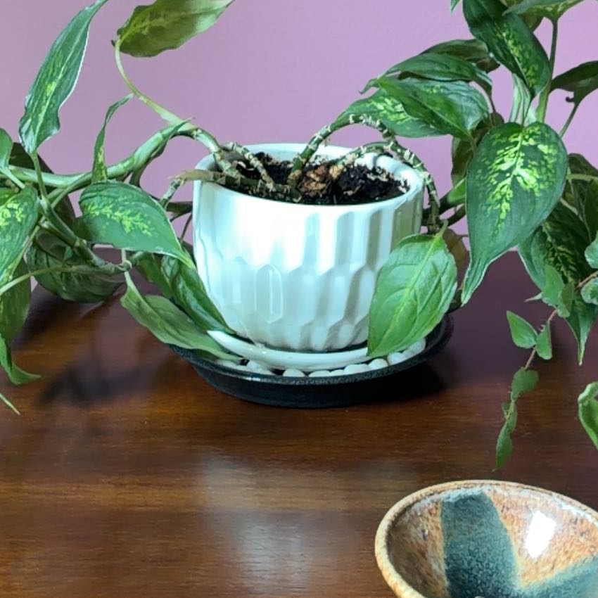 Photo of the plant species Diffenbachia Crocodile by @CozyPalmgrass named Navajo on Greg, the plant care app