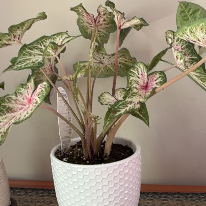Photo of the plant species Caladium 'Heart to Heart® Heart and Soul' by @CozyPalmgrass named Girlfrond on Greg, the plant care app