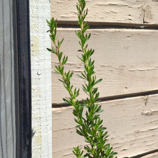 Photo of the plant species California Wild Buckwheat by @7thMoon named Beedubbs on Greg, the plant care app