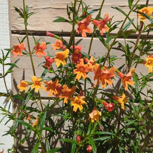 Plant care for Erythranthe howaldiae on Greg, the plant care app