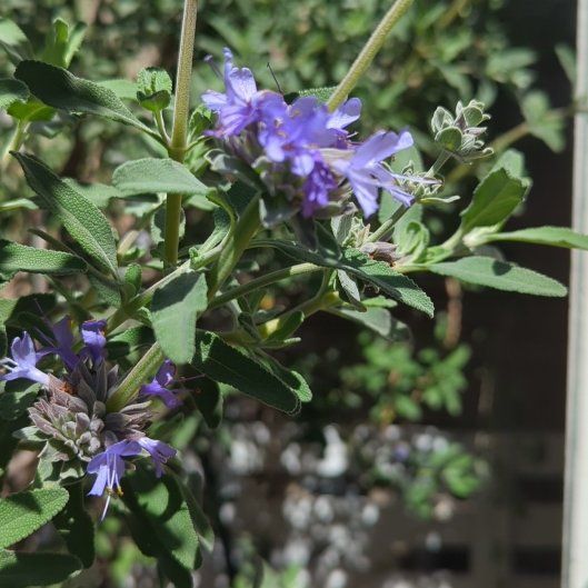 Photo of the plant species Cleveland Sage 'Winnifred Gilman' by @7thMoon named Winnie on Greg, the plant care app