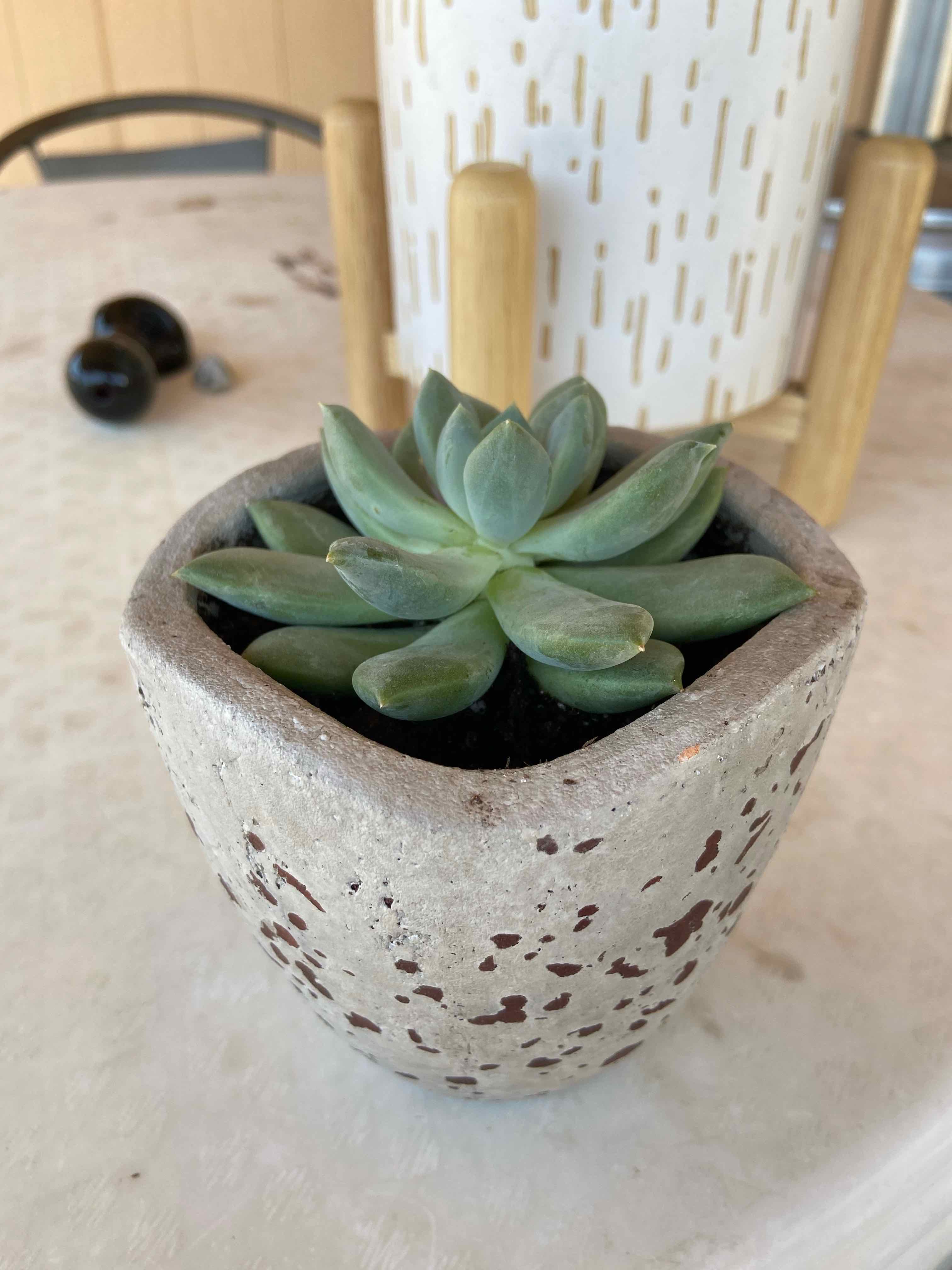 A healthy Little Jewel succulent in a pot with visible soil.