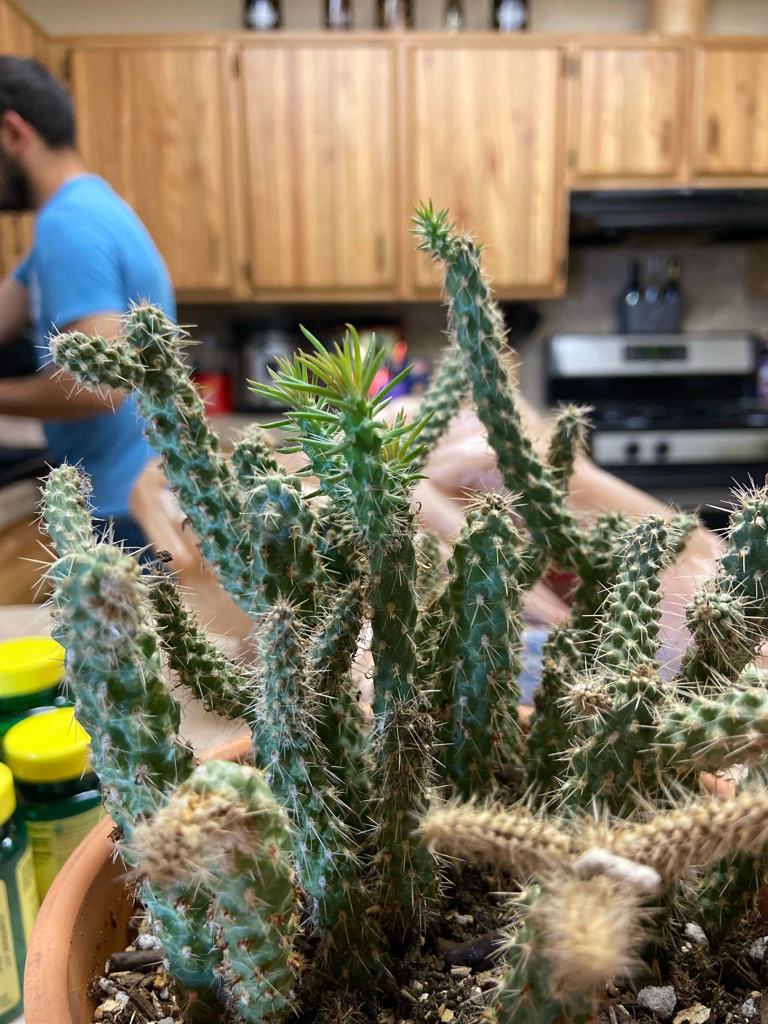 Cane Cholla cactus in a pot with new growth, in a kitchen setting.