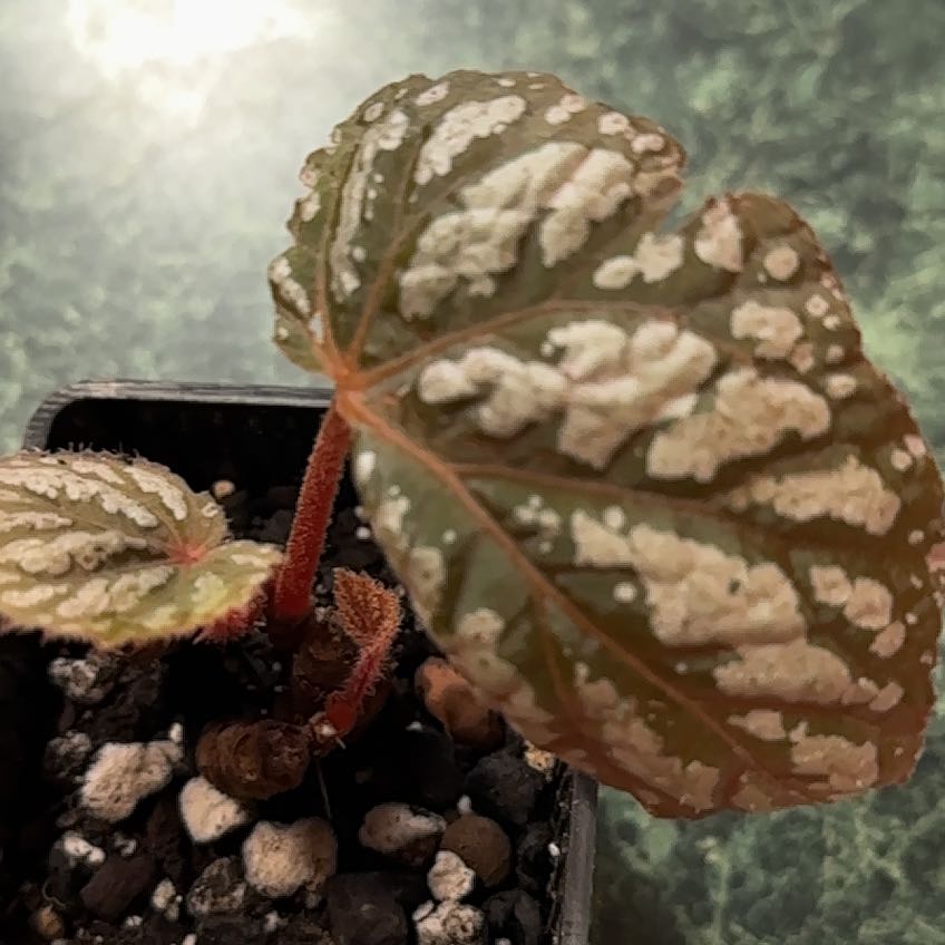 Photo of the plant species Betsy Begonia by @PlentifulOrchid named Betsy Blue on Greg, the plant care app