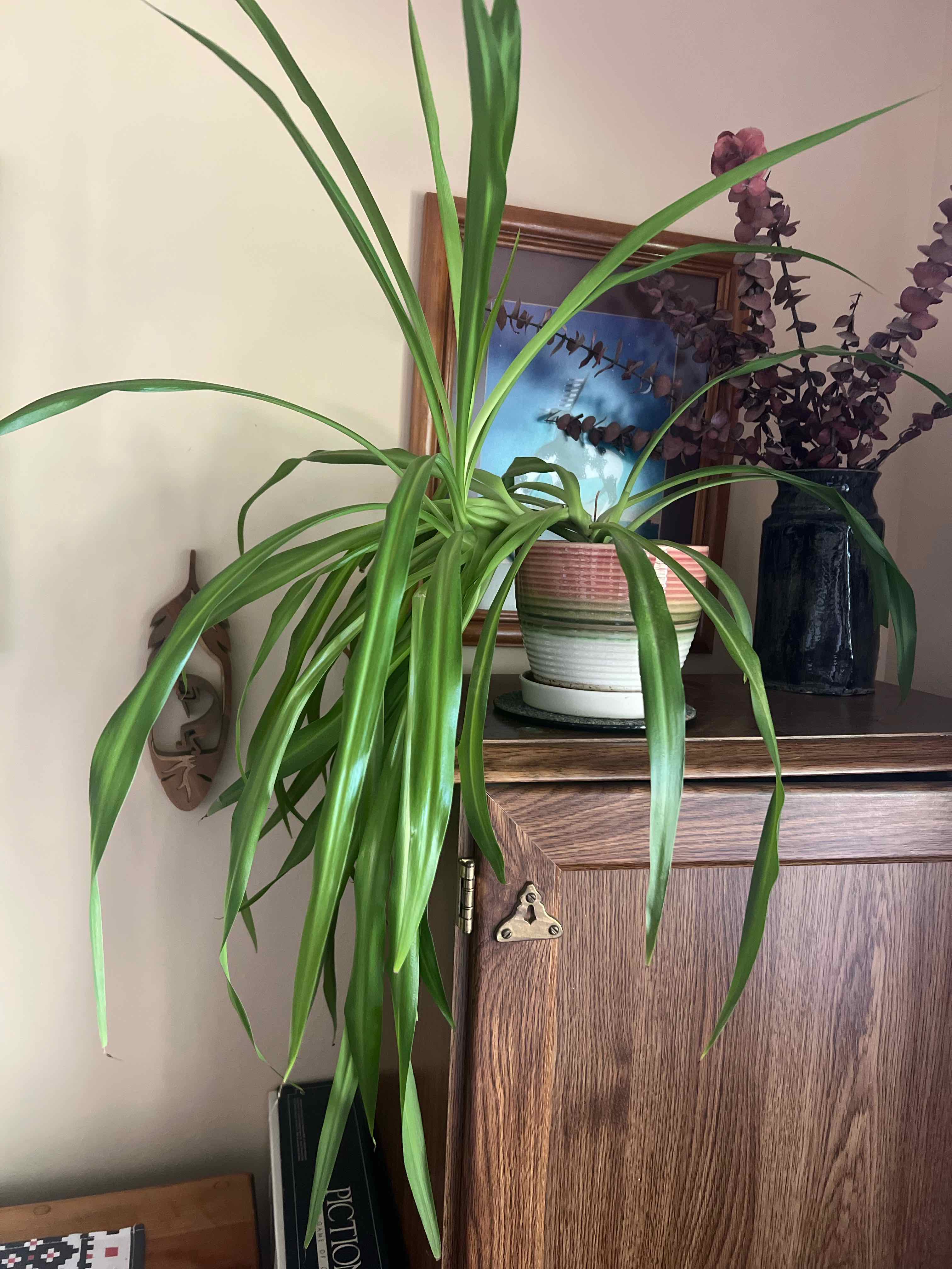 Spider Plant plant photo by @twistyourstitch named Spidey Plant on Greg, the plant care app.