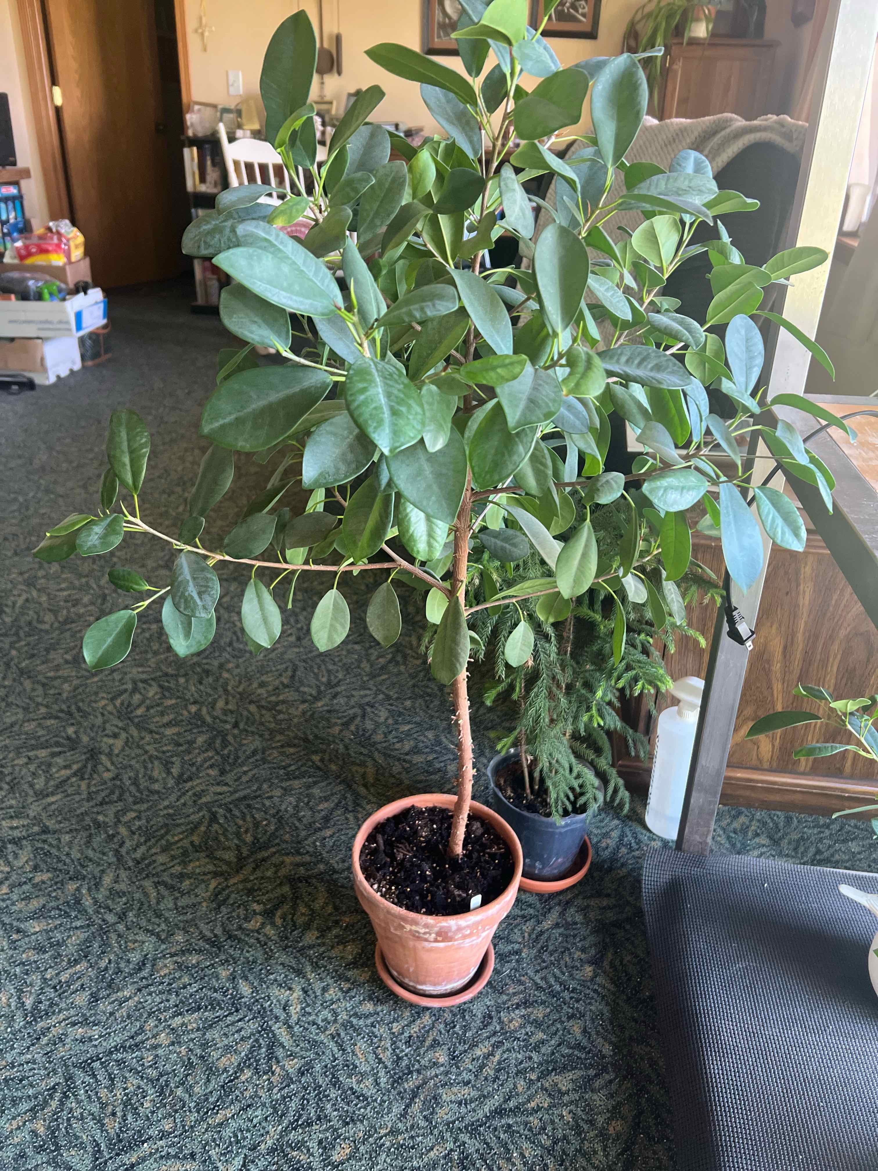 Ficus Ginseng plant photo by @twistyourstitch named HotFlash on Greg, the plant care app.