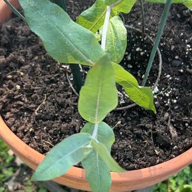 Photo of the plant species Southern Blue Gum by @twistyourstitch named Eunice on Greg, the plant care app