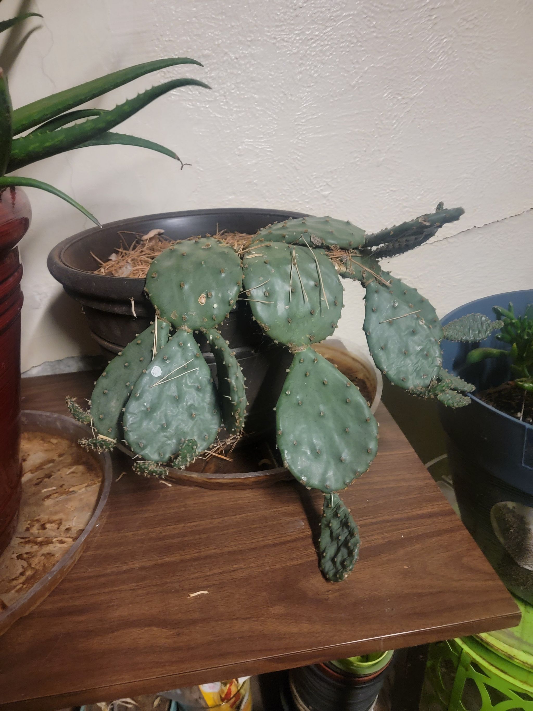 Photo of the plant species Prickly Pear by @HomelyRedcap named Rainier on Greg, the plant care app
