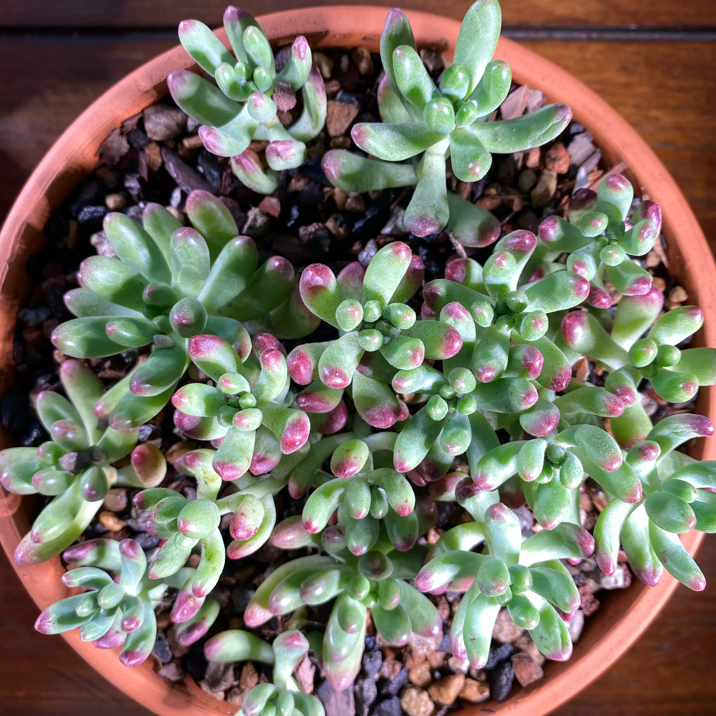 Photo of the plant species Sedum 'Salsa' by @ComicSaguaro named Doja Cat on Greg, the plant care app